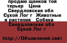 продаю щенков той-терьер › Цена ­ 7 000 - Свердловская обл., Сухой Лог г. Животные и растения » Собаки   . Свердловская обл.,Сухой Лог г.